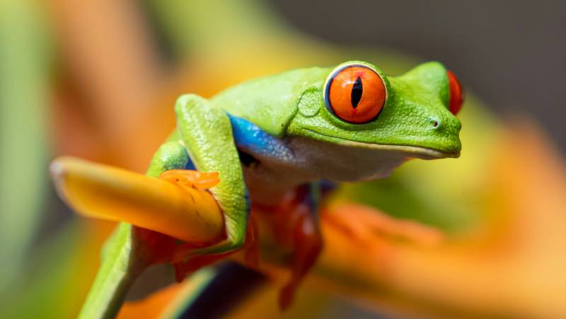 Costa Rica