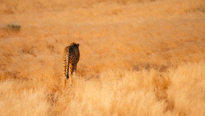 Botswana & Namibia: Delta & Dunes