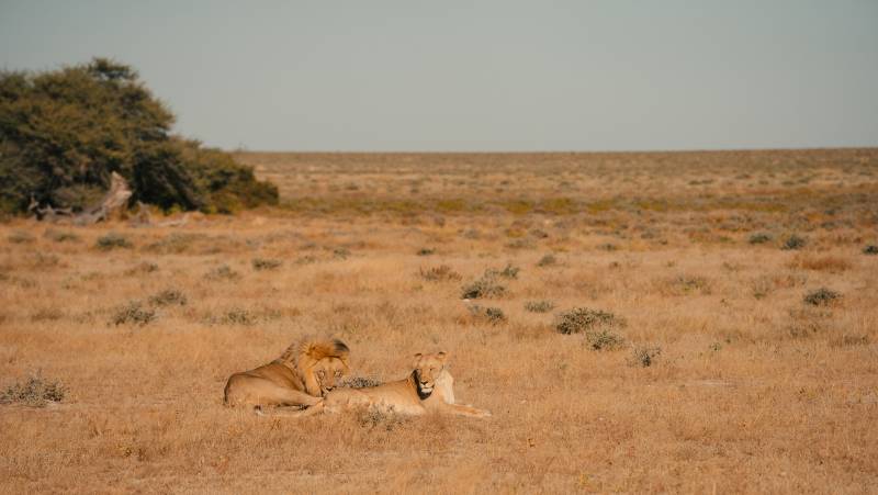 Discover Namibia – Camping