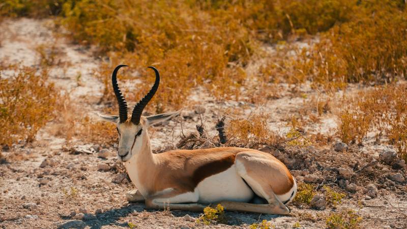 Botswana & Namibia: Delta & Dunes