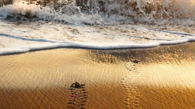 sea turtles, Costa Rica