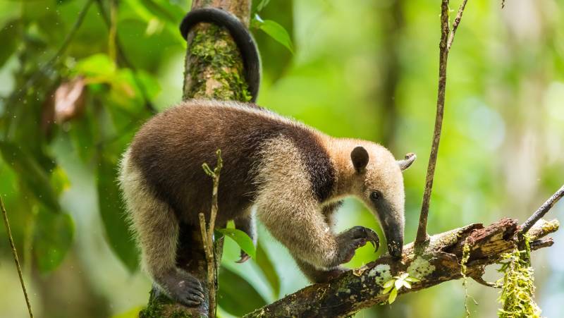 Tamandua