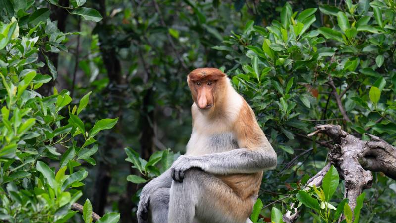 Borneo Family Wildlife Adventure