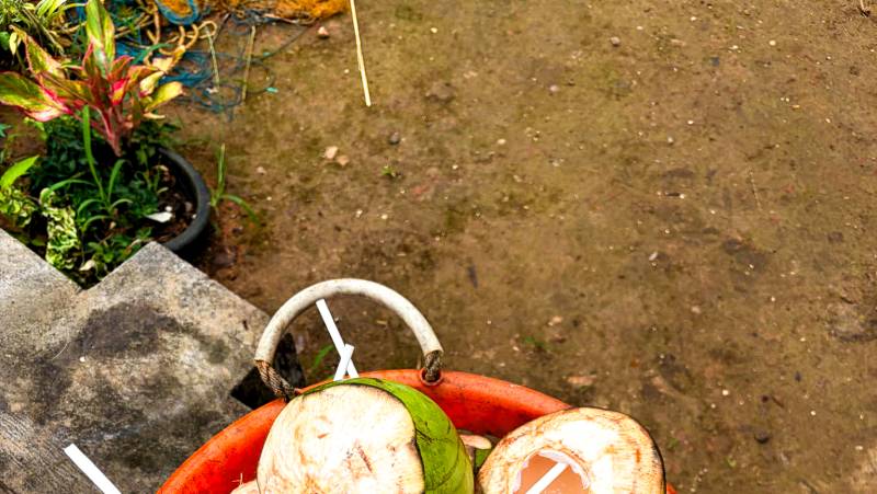 Kerala & the Tropical South