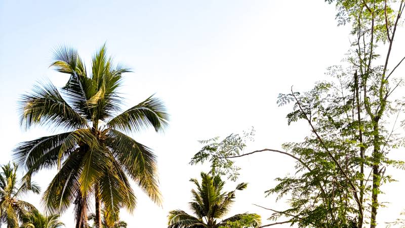 Kerala & the Tropical South