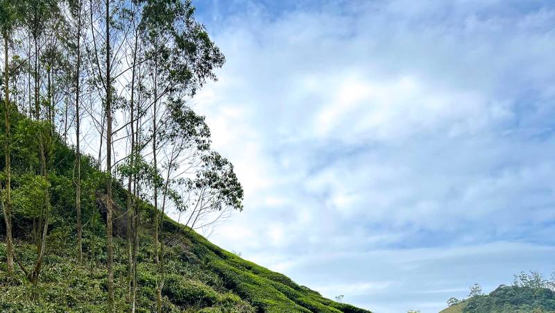 Kerala & the Tropical South