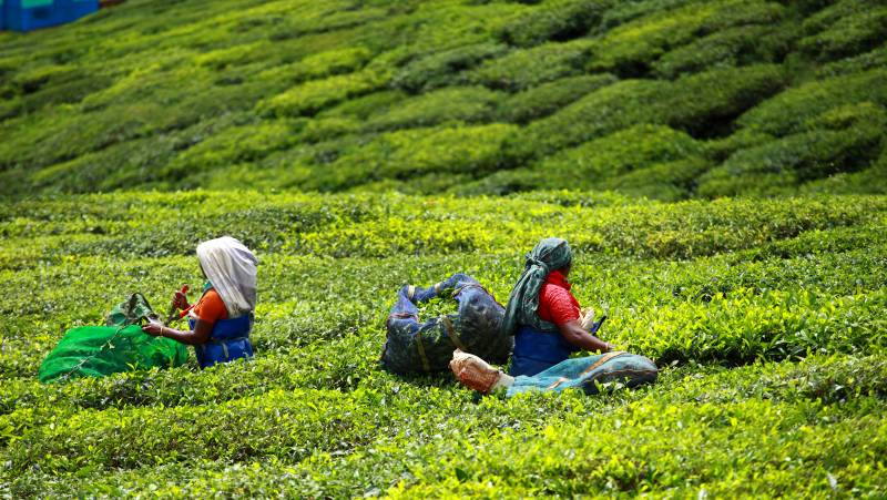 Kerala & the Tropical South