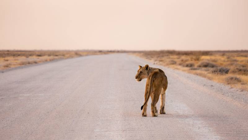 Etosha National Park at sunset. Namibia