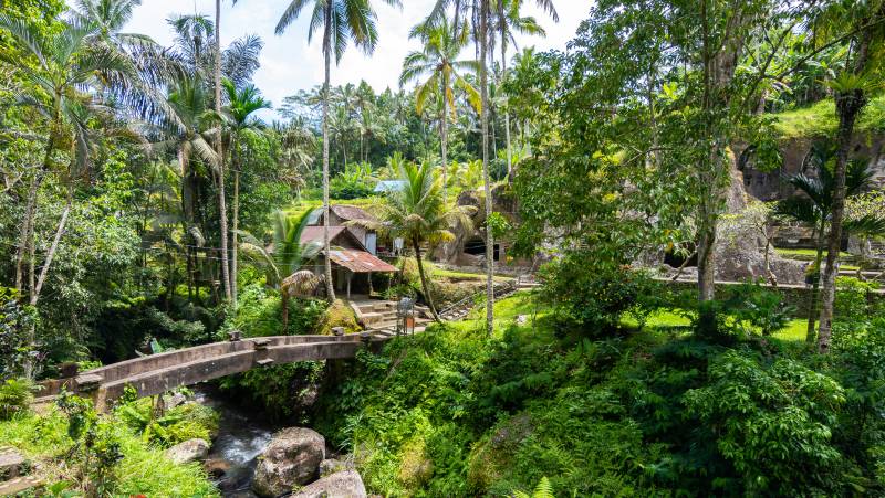 Primates & Dragons of Indonesia