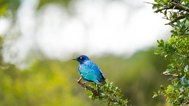 Cape Town & the Garden Route