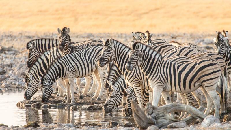 Cape Town to Victoria Falls – Hotel/Lodge