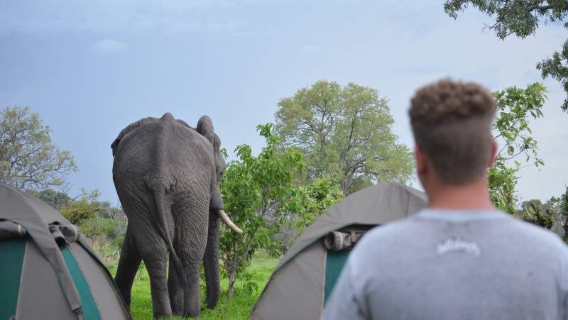 Wildlife & Wilderness of Botswana