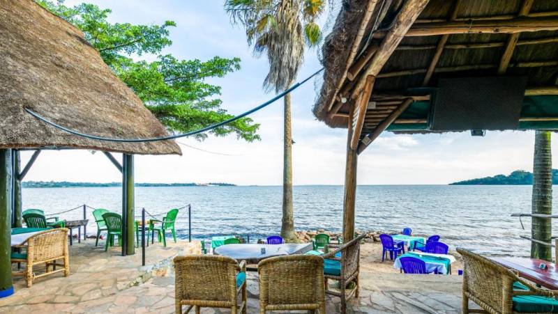 Chimps & Gorillas of Uganda