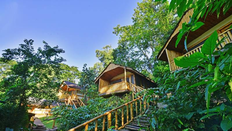 Chimps & Gorillas of Uganda