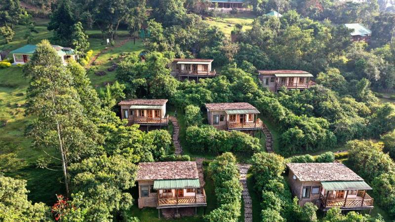 Chimps & Gorillas of Uganda