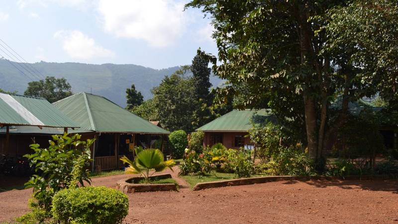 Chimps & Gorillas of Uganda