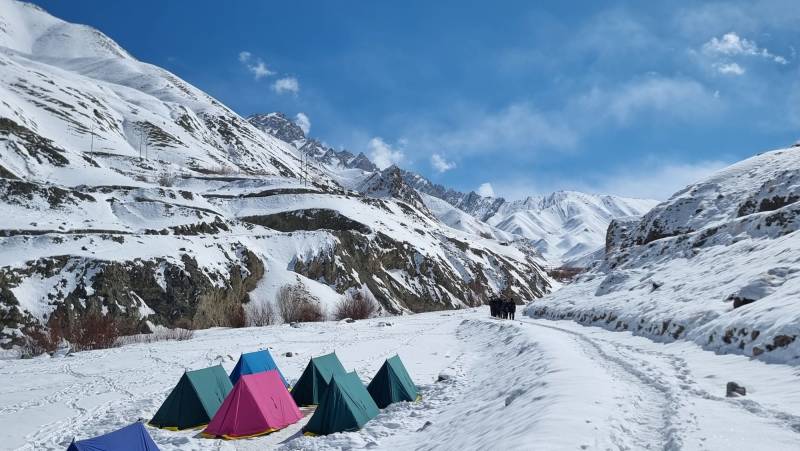 Search for Snow Leopards with Valerie Parkinson