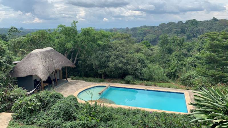 Chimps & Gorillas of Uganda