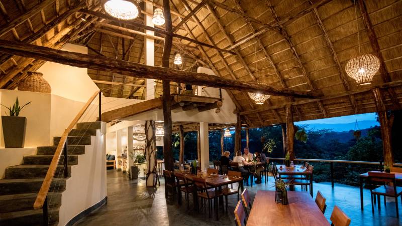 Chimps & Gorillas of Uganda