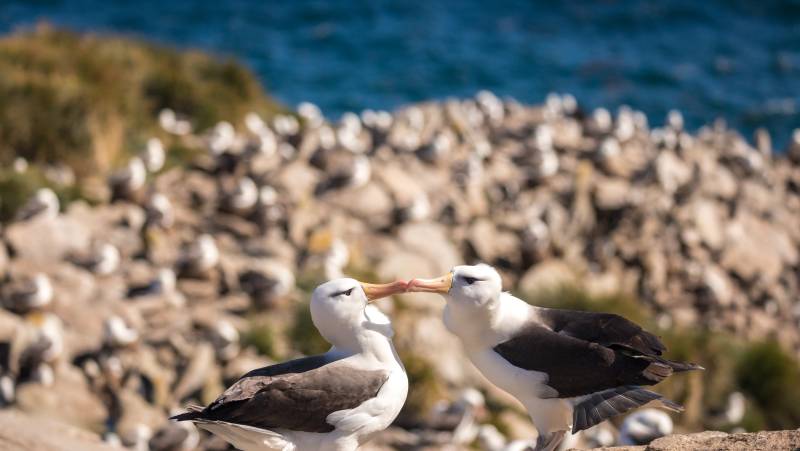 Epic Antarctica: Falklands, South Georgia & Antarctic Circle Crossing via Buenos Aires