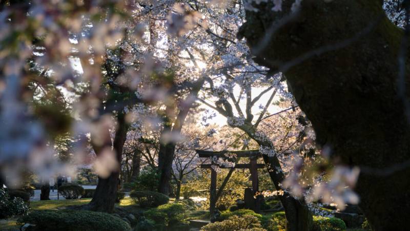 Ancient & Modern Japan
