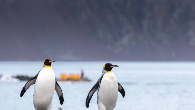 Epic Antarctica: Falklands, South Georgia & Antarctic Circle Crossing via Buenos Aires