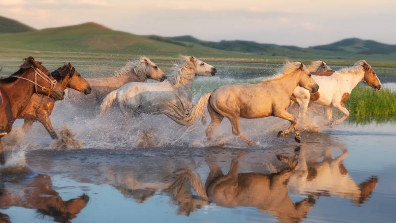 Cycling in Mongolia – Naadam Festival