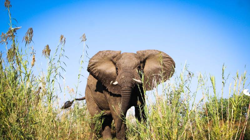 Zambezi Canoe Safari
