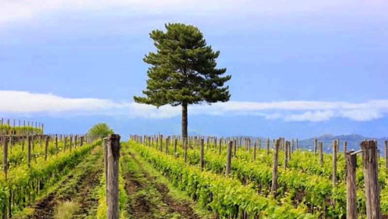 Highlights of Sicily