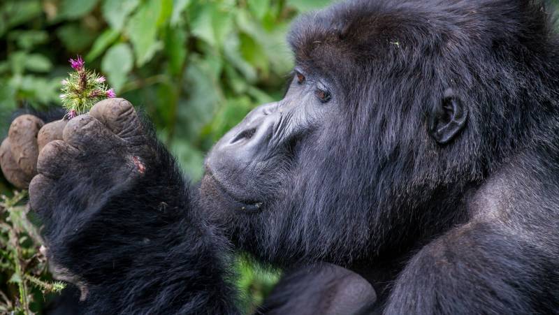 Gorillas & Masai Mara – Camping Reverse