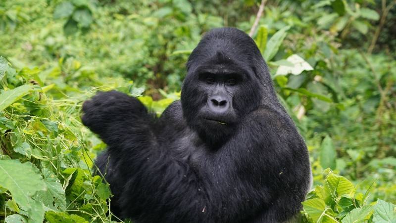 Gorillas & Masai Mara – Camping