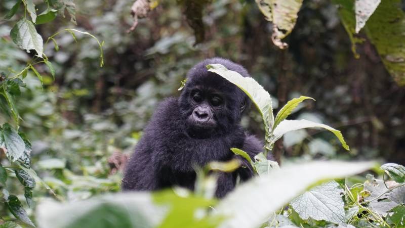 Gorillas & Masai Mara – Camping