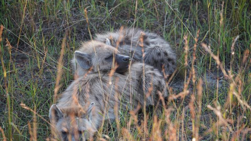 Gorillas & Masai Mara – Camping