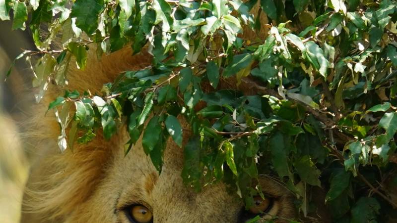 Gorillas & Masai Mara – Camping