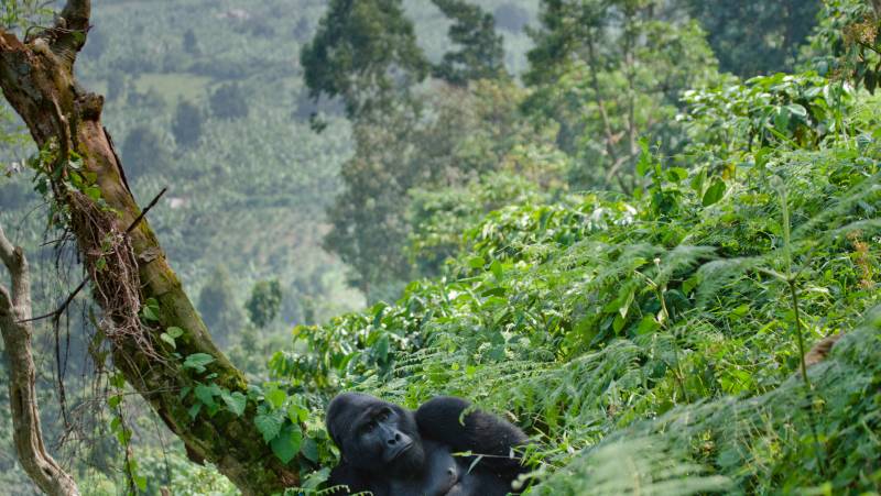 Gorillas & Masai Mara – Camping