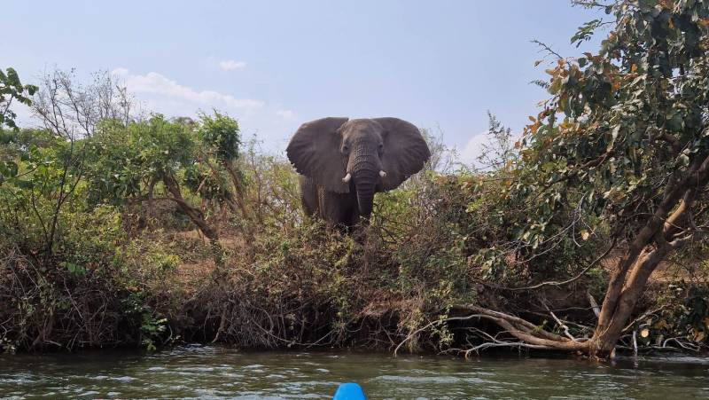 Zambezi Canoe Safari