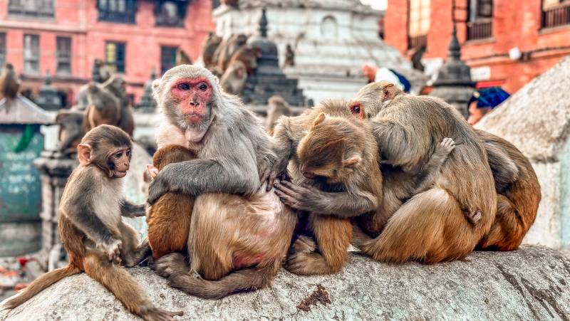 Everest Treks in Comfort