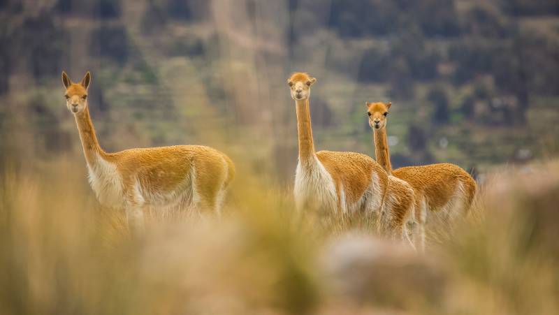 Lake Titicaca Add-on Tour