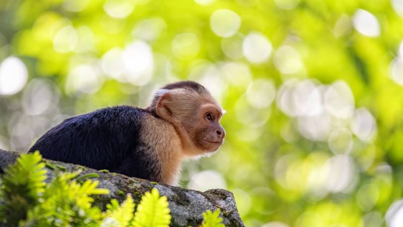 Costa Rica Coast to Coast Ride