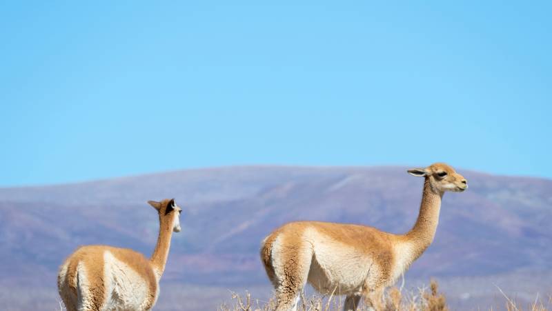 Cycle Chile & Argentina: Atacama to Salta