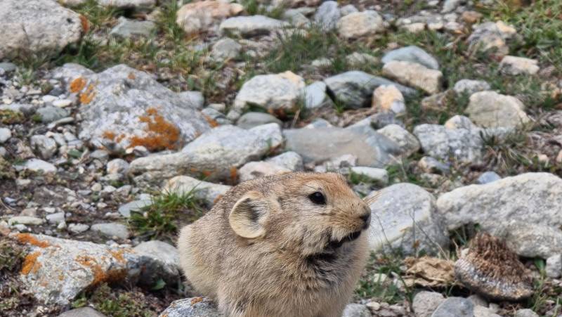 Peaks of Ladakh Trek