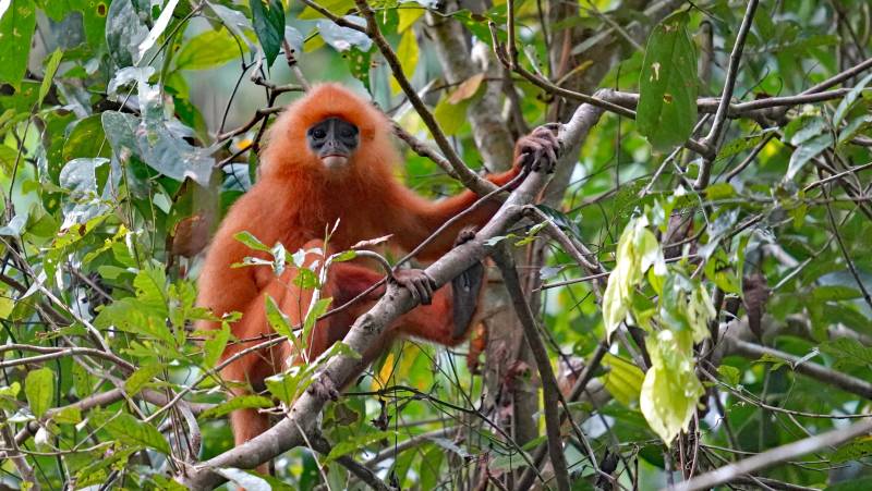 Borneo Family Wildlife Adventure