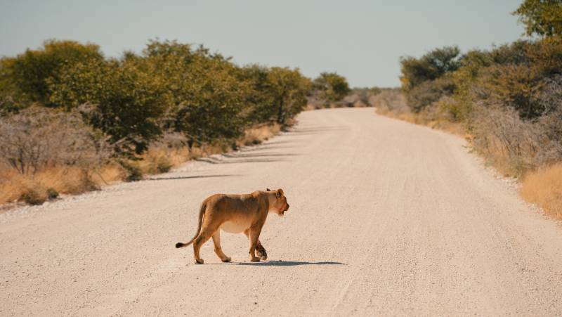 Cycle Namibia