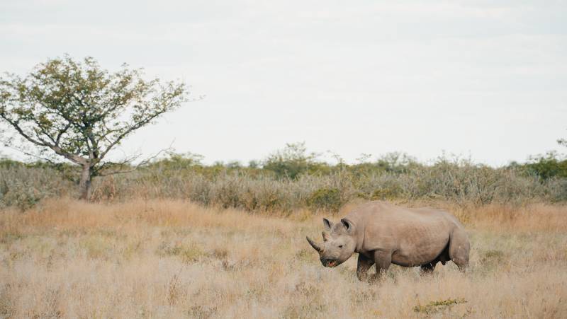 Botswana & Namibia: Delta & Dunes