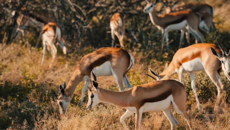 Discover Namibia – Camping