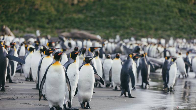 South Georgia and Antarctic Peninsula: Penguin Safari