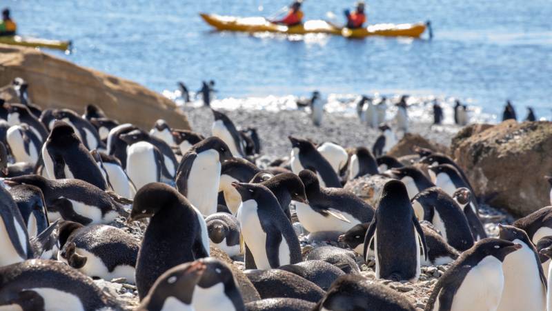 South Georgia and Antarctic Peninsula: Penguin Safari