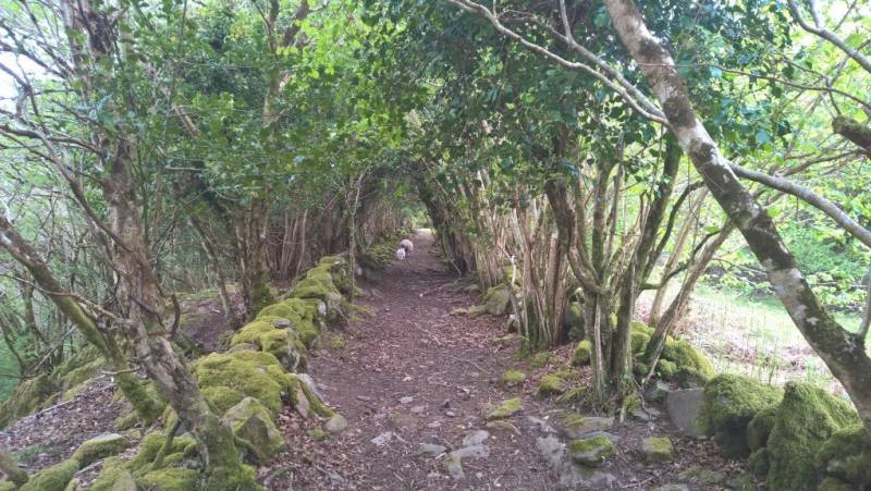 Walking the Kerry Way and Killarney National Park