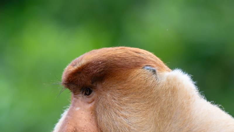 Borneo Family Wildlife Adventure