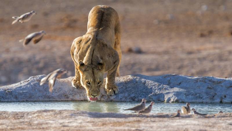 Botswana & Namibia: Delta & Dunes